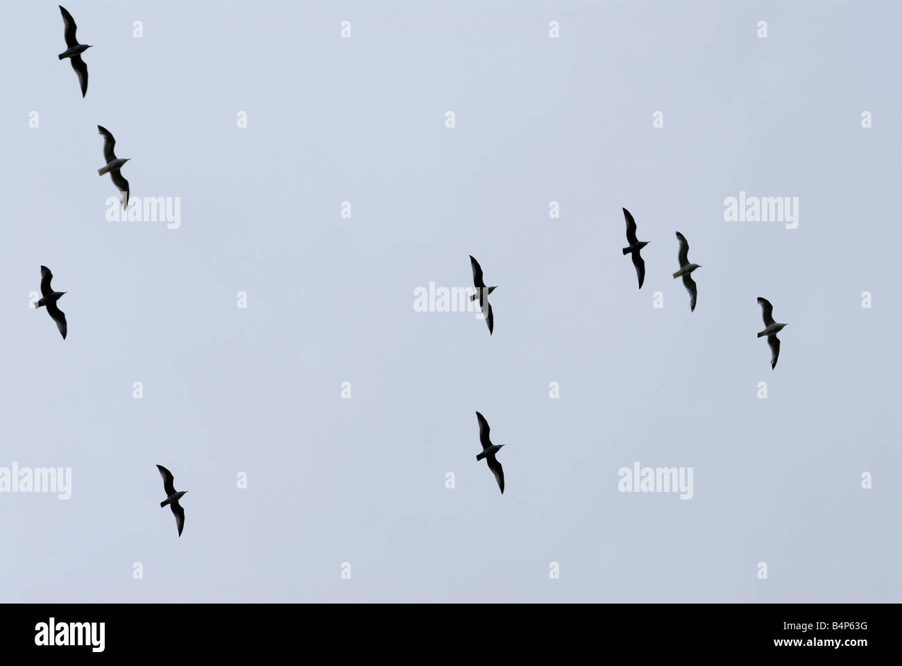 birds flying in the sky Stock Photo - Alamy