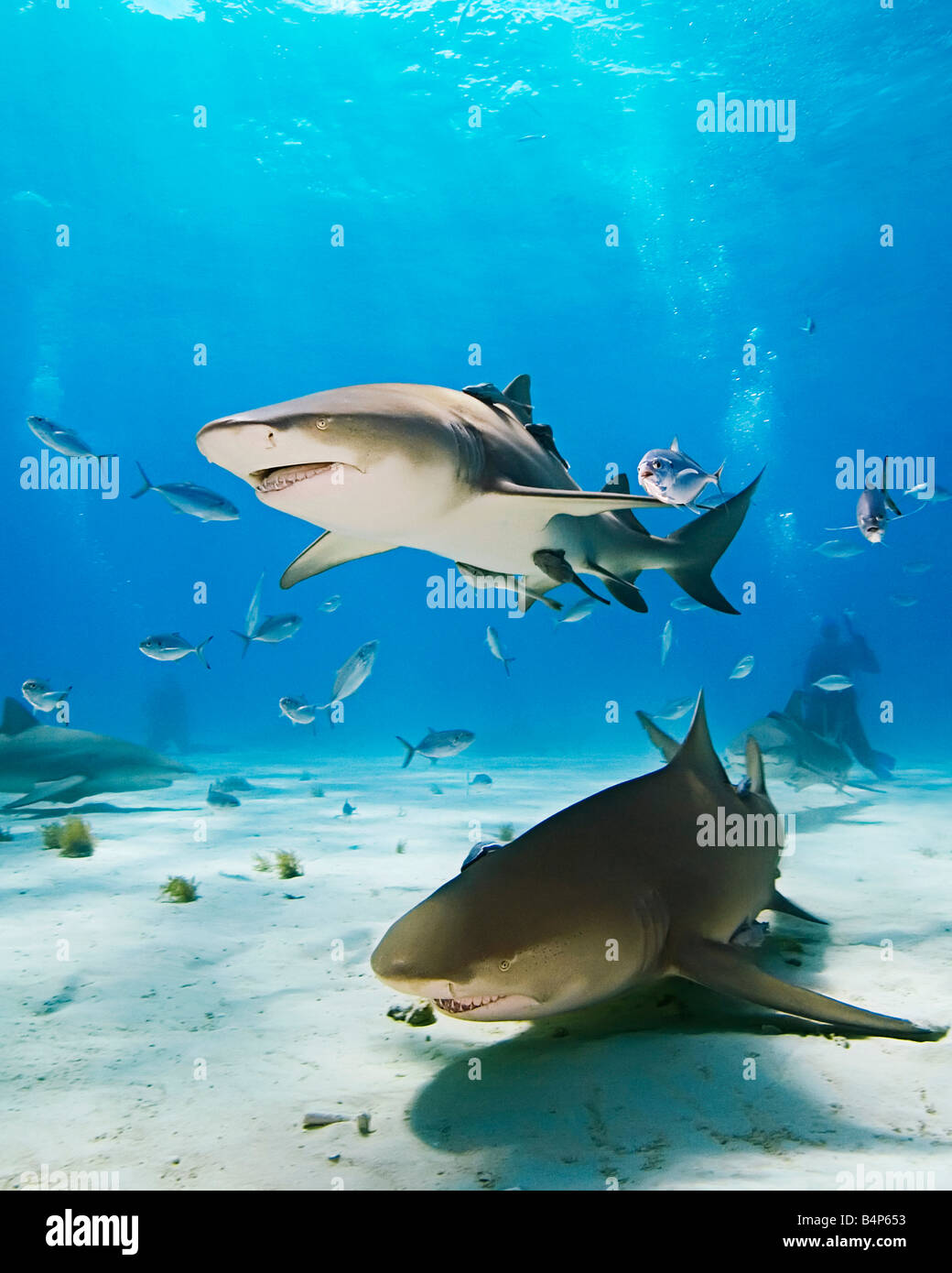 lemon sharks, Negaprion brevirostris, with sharksuckers, Echeneis naucrates, blue runner jacks, Caranx crysos, and scuba divers Stock Photo