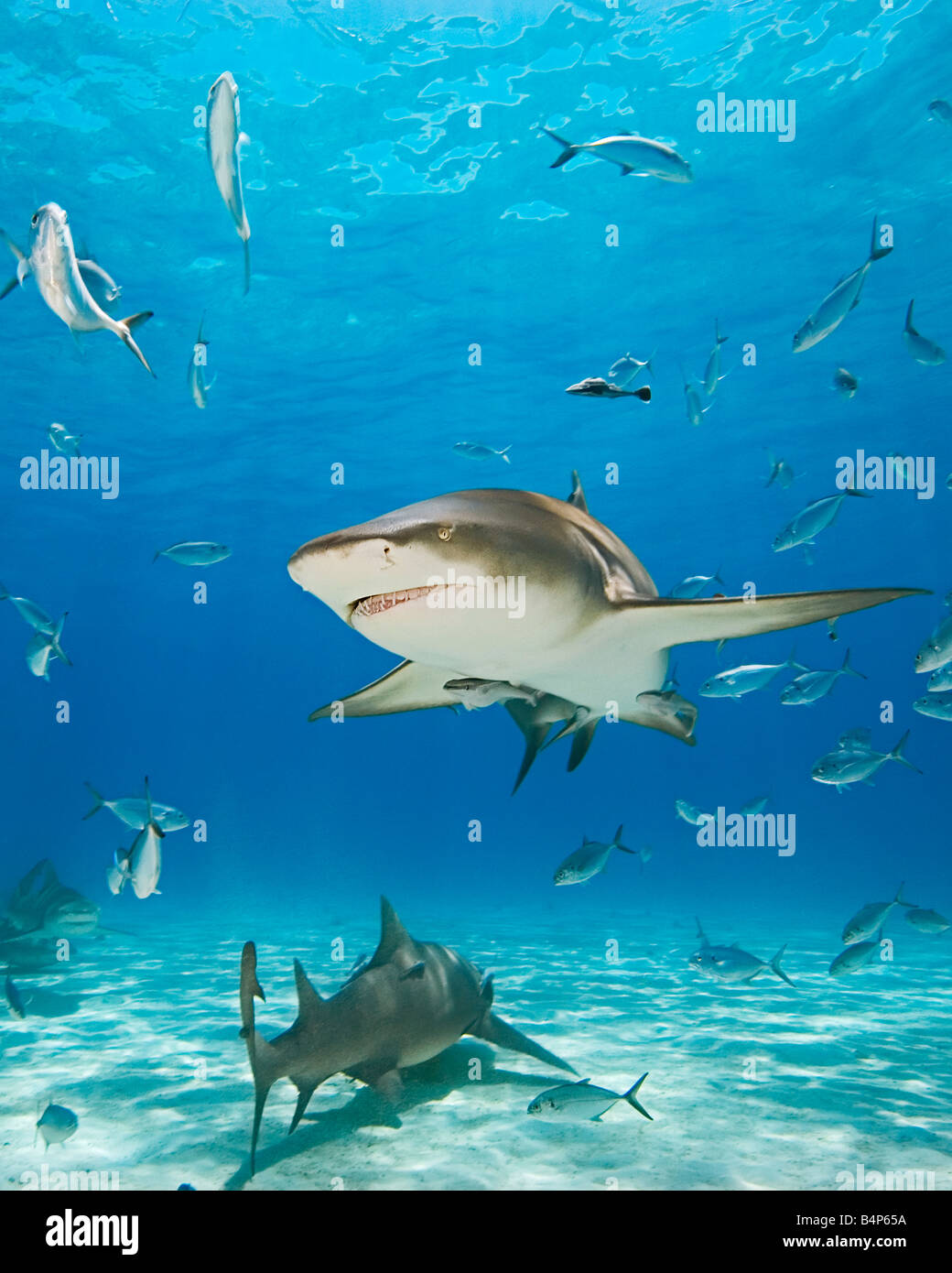 Sharks sucker fish hi-res stock photography and images - Alamy