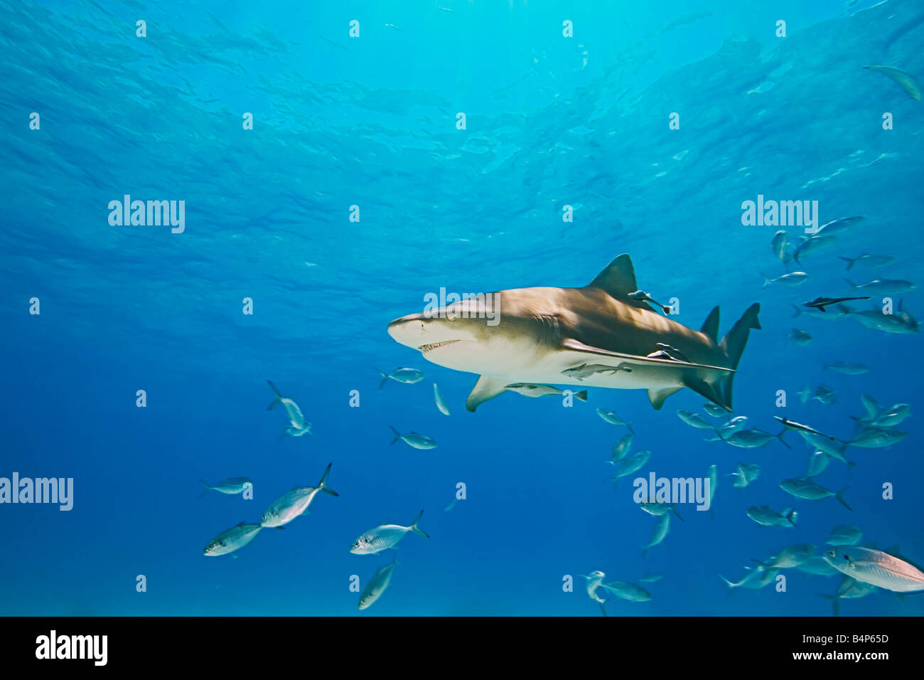 lemon shark, Negaprion brevirostris, with sharksuckers, Echeneis naucrates, and blue runner jacks, Caranx crysos, Grand Bahama Stock Photo