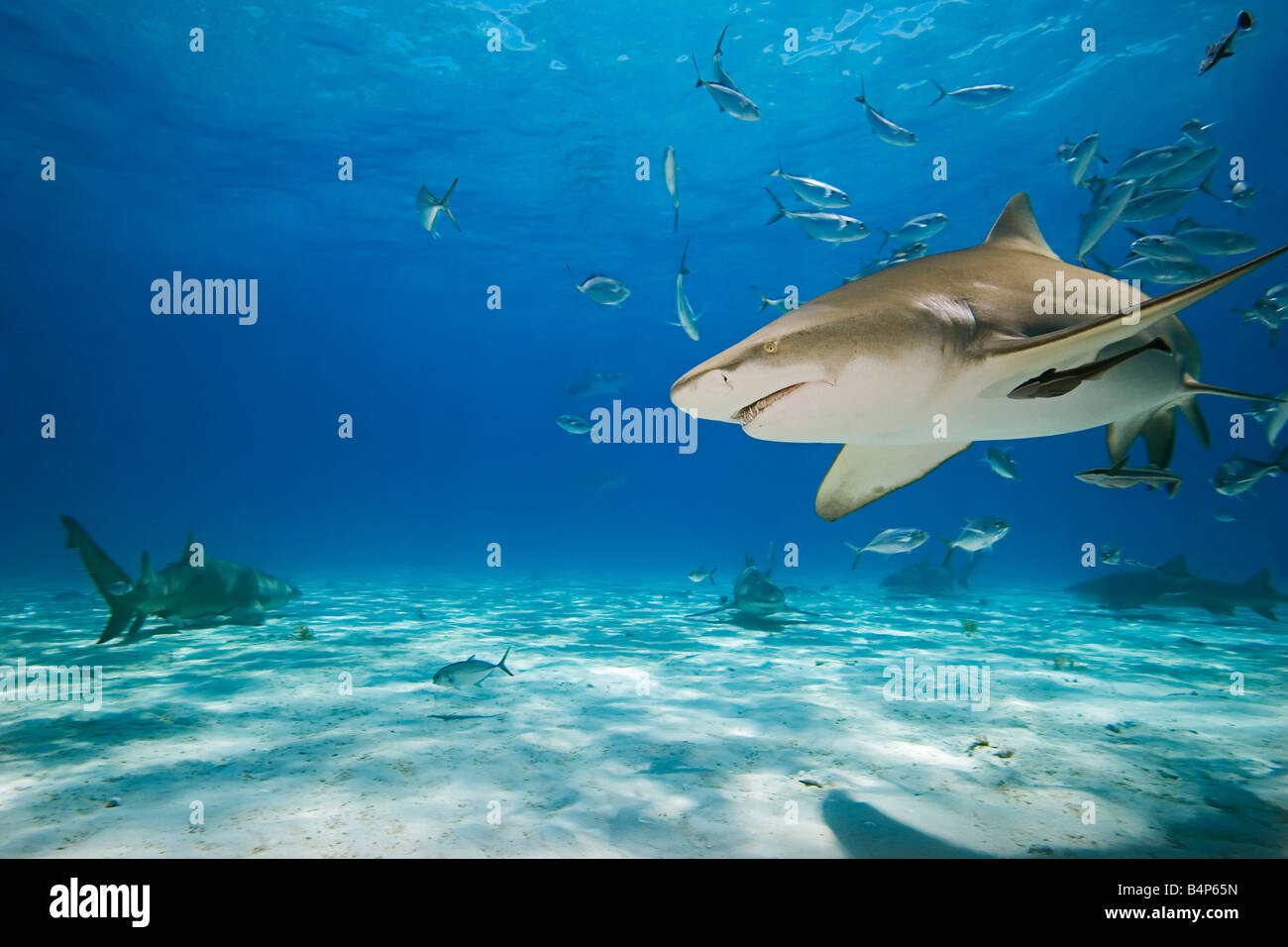 lemon sharks, Negaprion brevirostris, with sharksuckers, Echeneis naucrates, and blue runner jacks, Caranx crysos, Grand Bahama Stock Photo