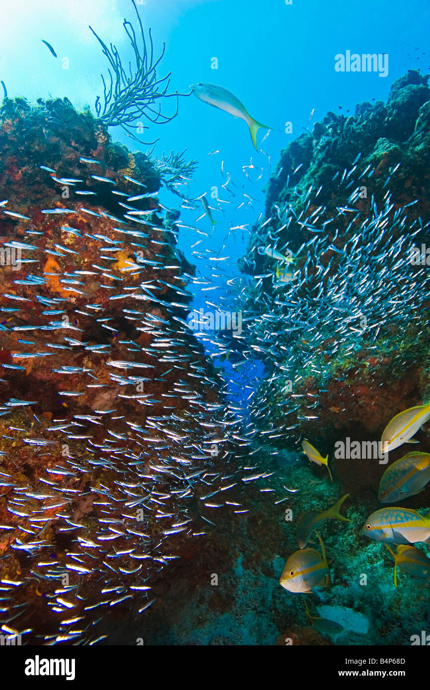 minnows - silversides, herrings or anchovies, sheltering under coral reef ledges or canyon, West End, Grand Bahama, Atlantic Stock Photo