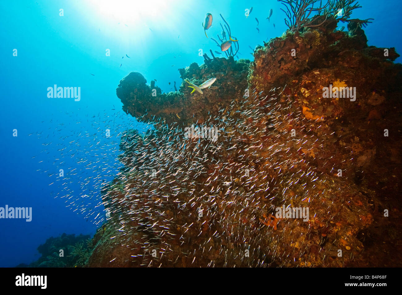 minnows - silversides, herrings or anchovies, sheltering under coral reef ledges or canyon, West End, Grand Bahama, Atlantic Stock Photo