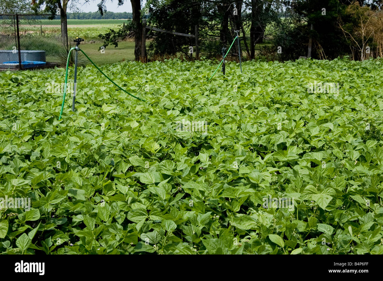 Field of Beans Stock Photo Alamy