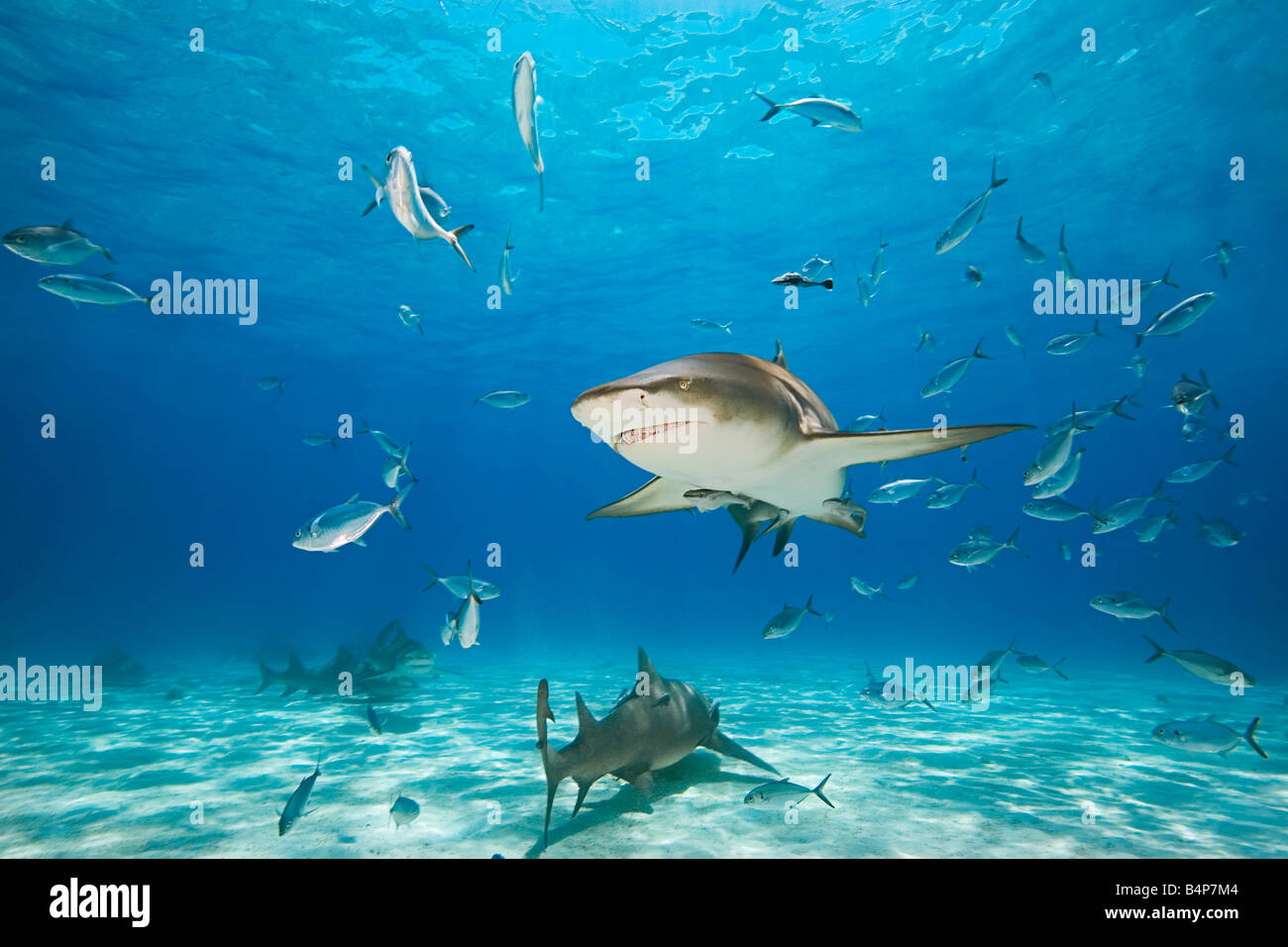 lemon sharks, Negaprion brevirostris, with sharksuckers, Echeneis naucrates, and blue runner jacks, Caranx crysos, Grand Bahama Stock Photo