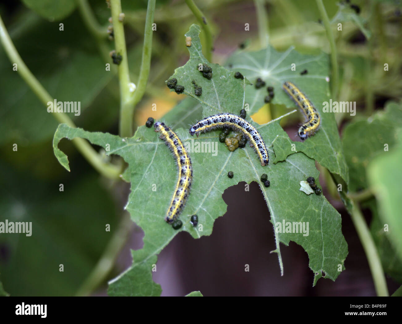 Cabbage butterfly caterpillars on nasturtium leaves Stock Photo
