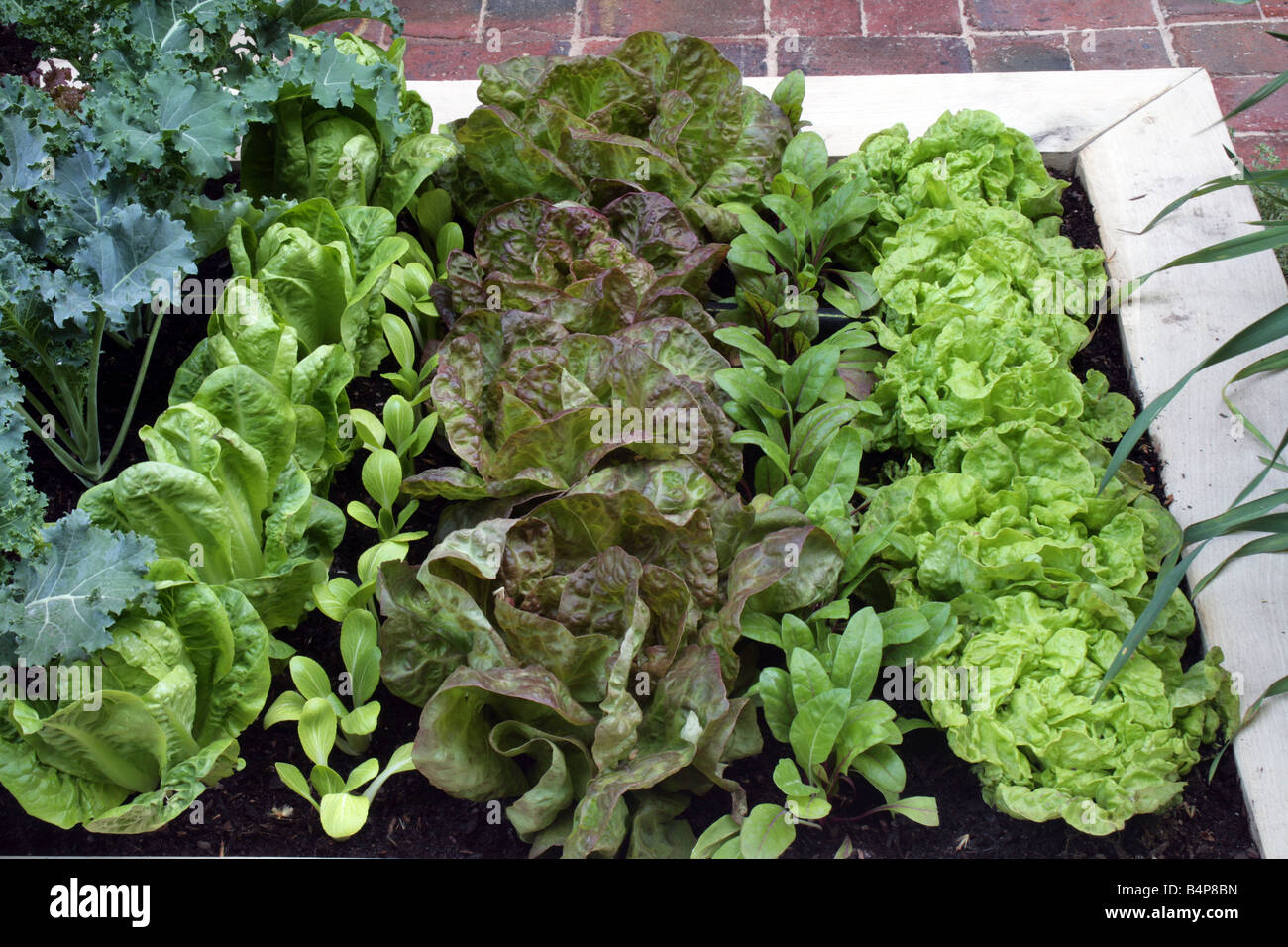 Salad crops growing in a raised bed Stock Photo