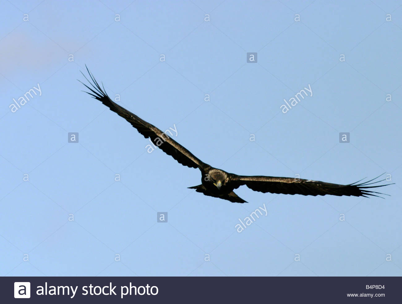 Golden Eagle Aquila Chrysaetos Flying Juvenile In Flight