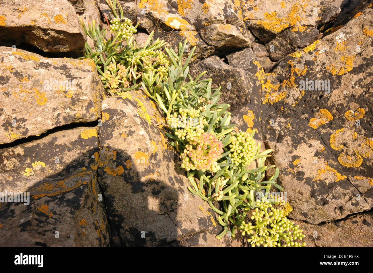 Rock samphire is a grey-green perennial and a frequent sight in coastal areas among the cliffs and rocks Stock Photo
