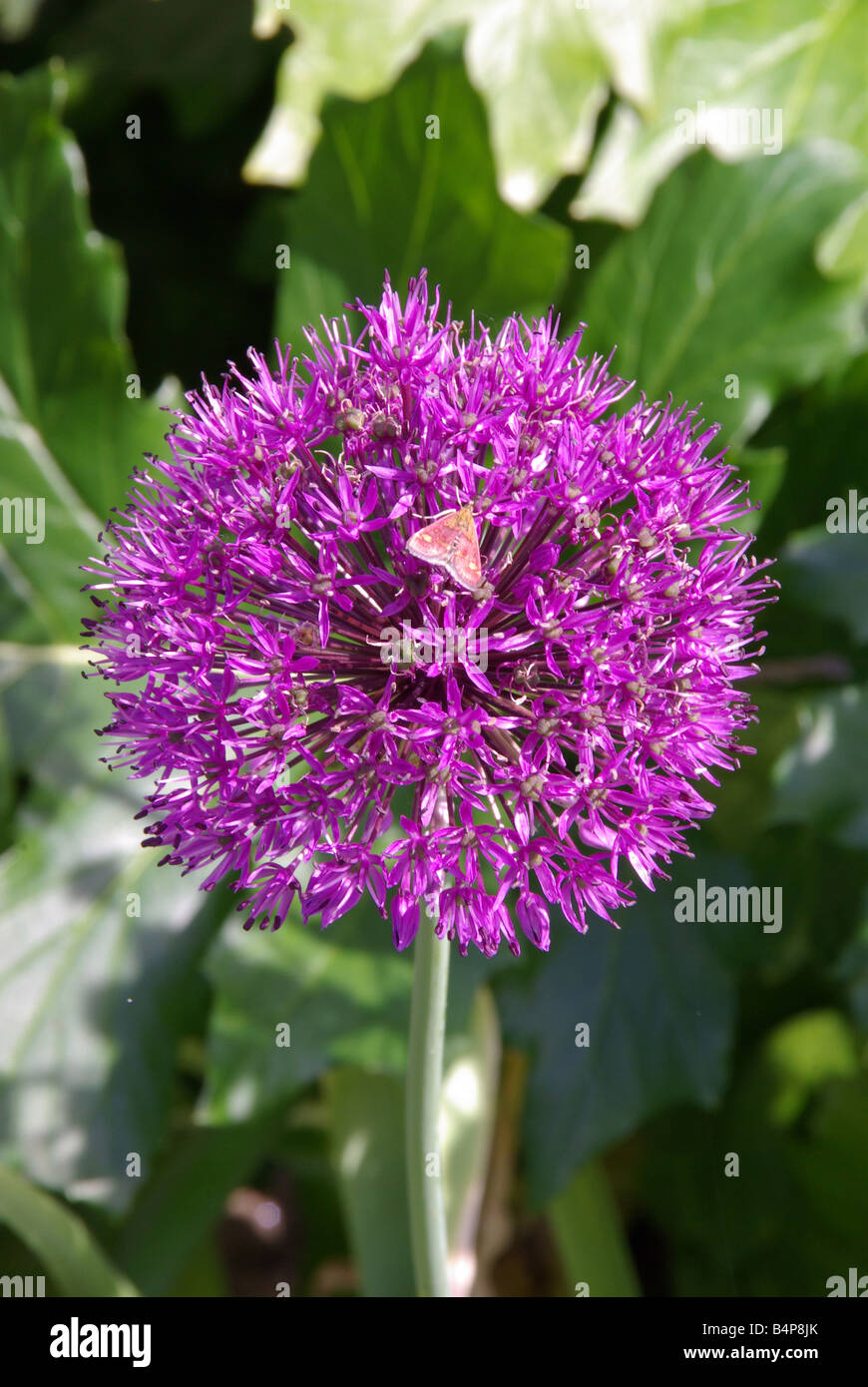 Small purple color flowers hi-res stock photography and images - Alamy