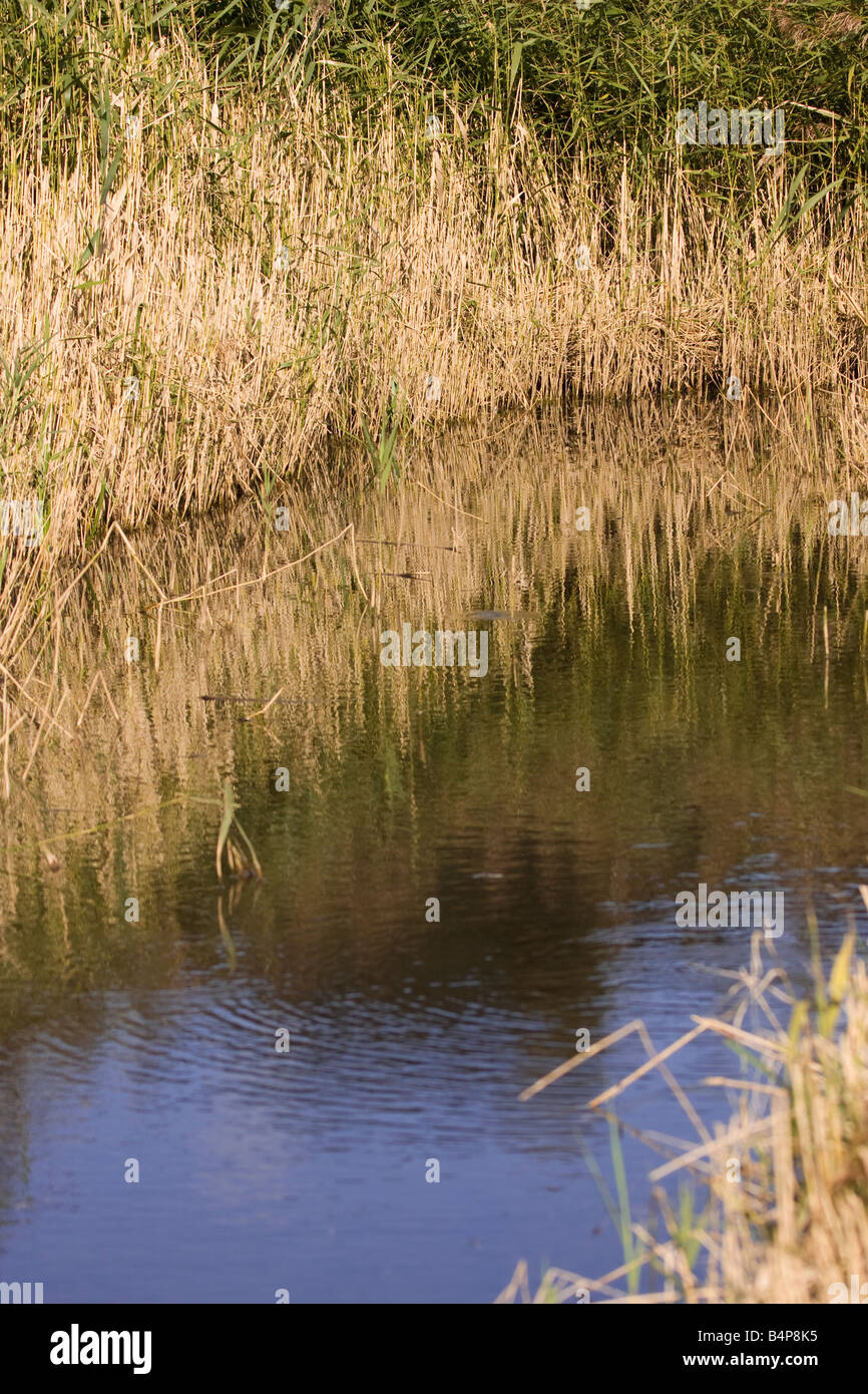 European Reed Beds Reedbeds reeds hi-res stock photography and images - Alamy