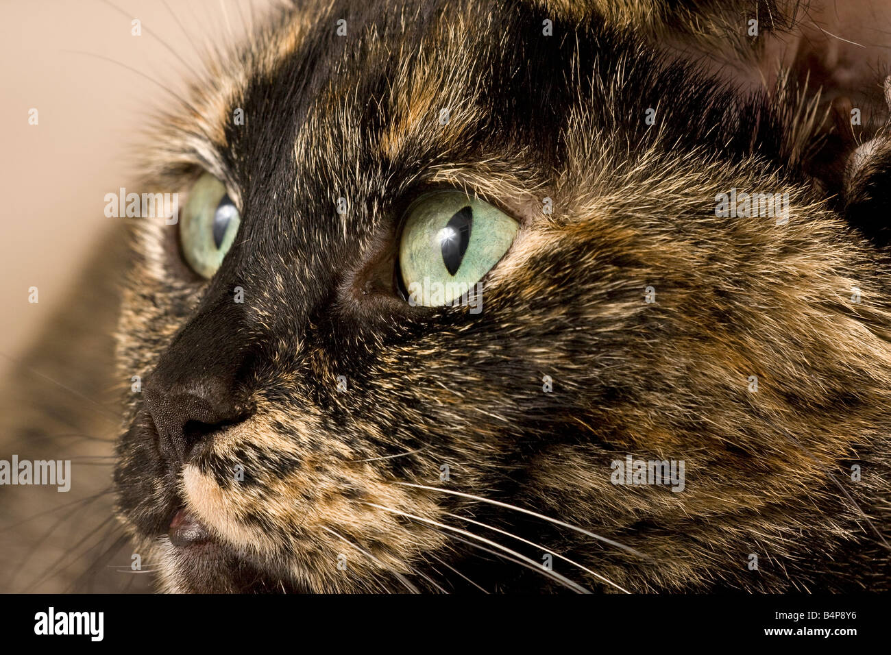 Portrait of a Brindle cat Stock Photo 20158970 Alamy