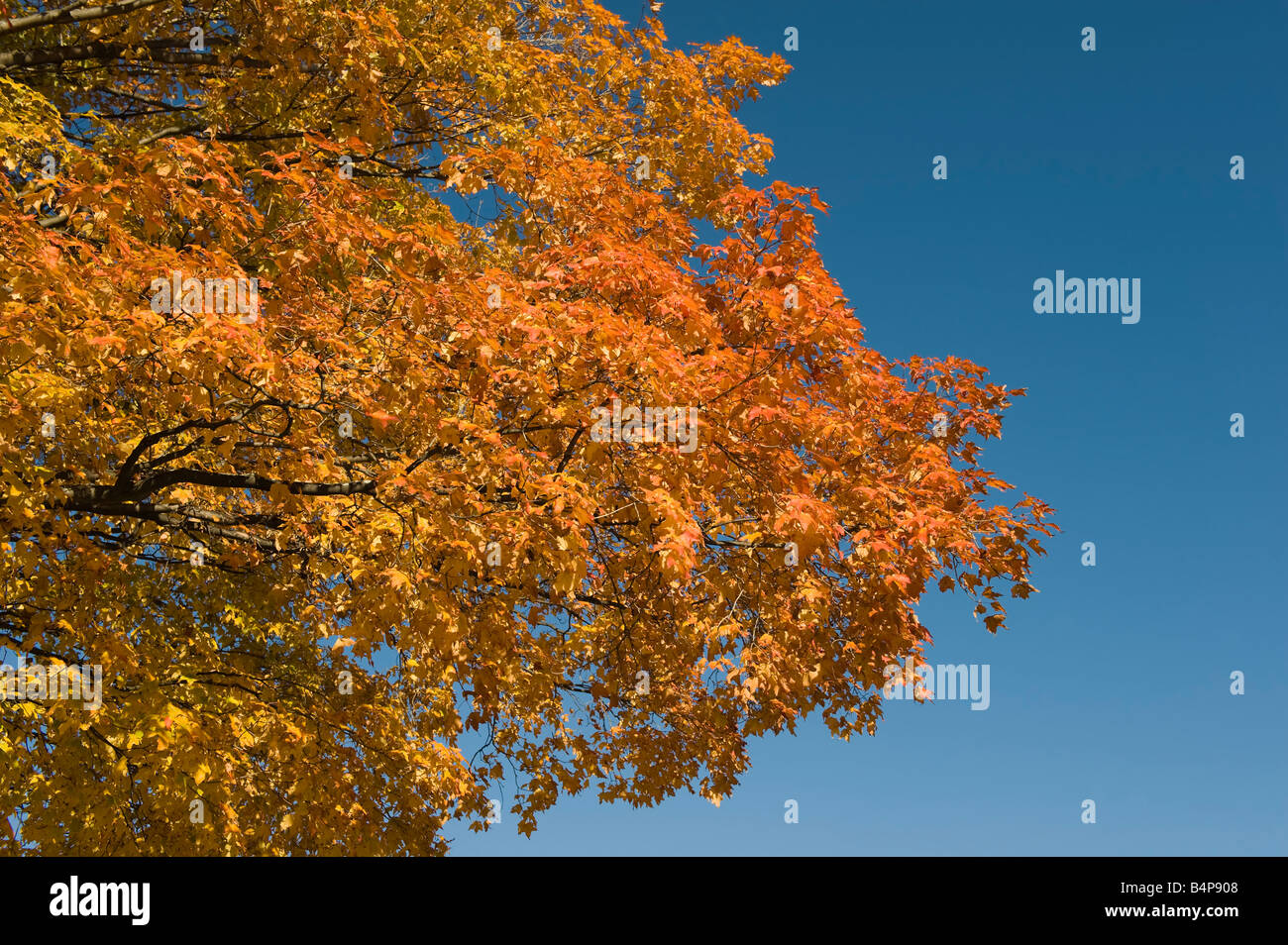 Brightly colored Maple Leaves against blue sky Stock Photo - Alamy