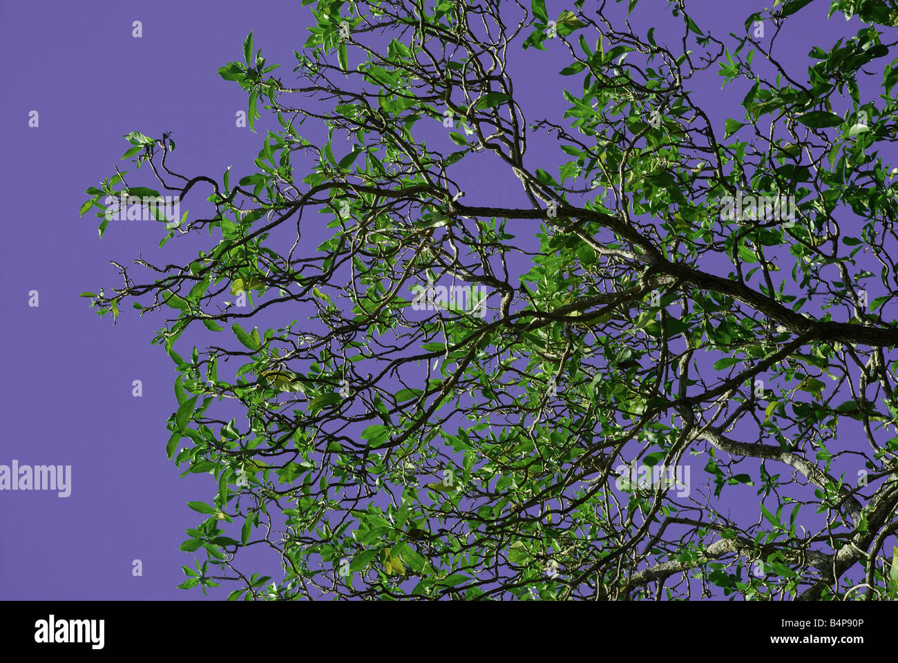 A tree branch behind the blue sky Stock Photo - Alamy