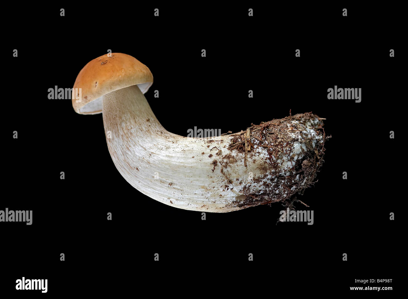 edible mushroom - orange birch boletus - aspen scaber stalk Stock Photo