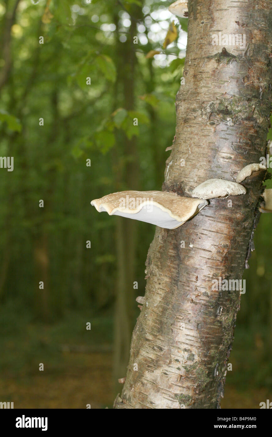 Funghi growing on a tree Stock Photo