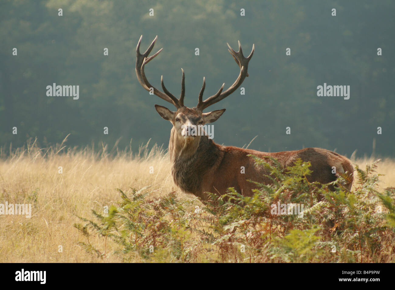 RED DEER ( CERVUS ELAPHUS Stock Photo - Alamy