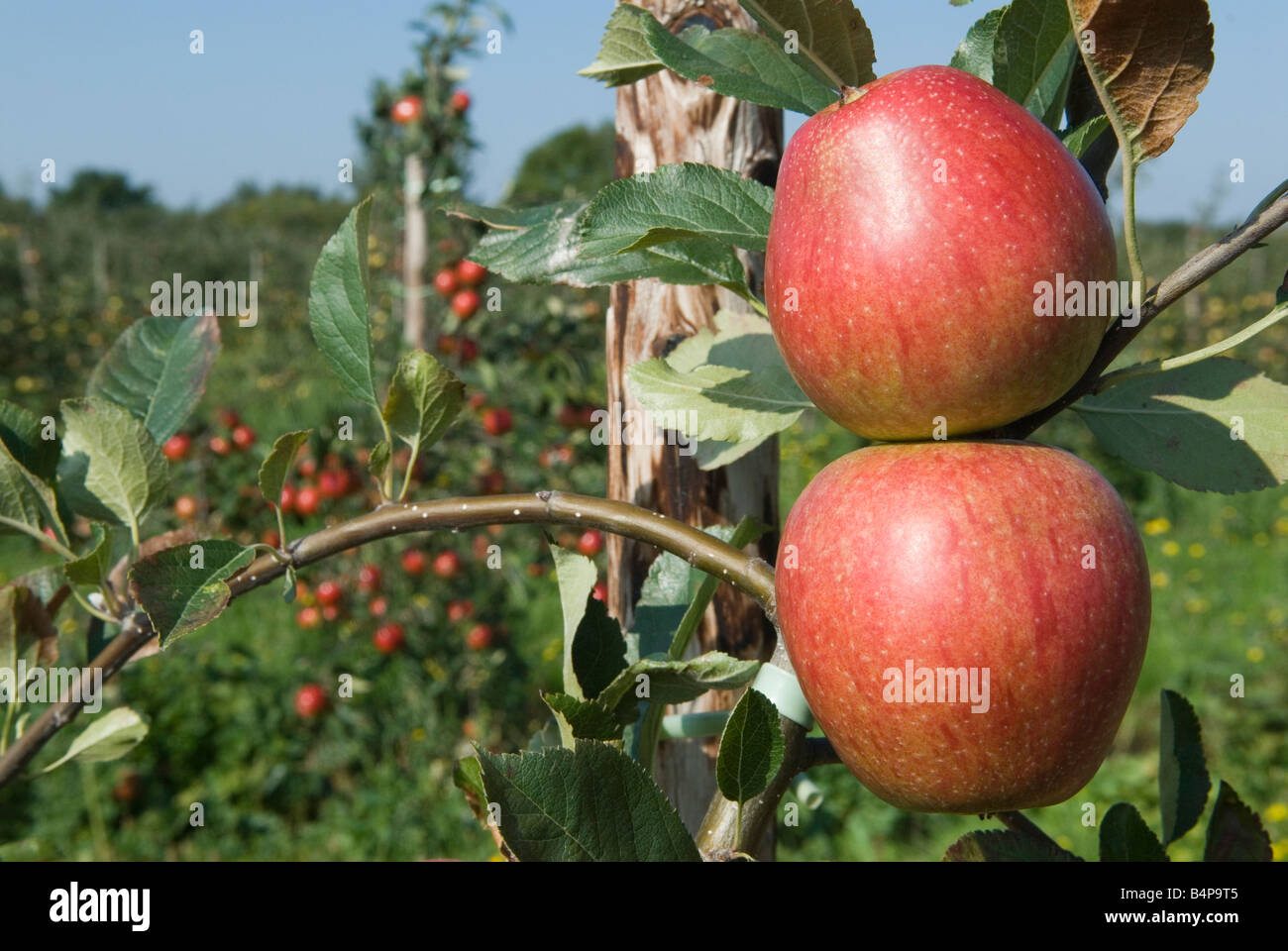 English Apples. Adams Pearmain apple. Lathcoats Apple Farm, Galleywood, Essex UK HOMER SYKES Stock Photo