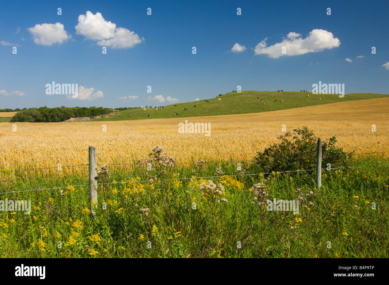 A field of ripe wheat with cows grazing on a hillside near Holland, Manitoba, Canada Stock Photo