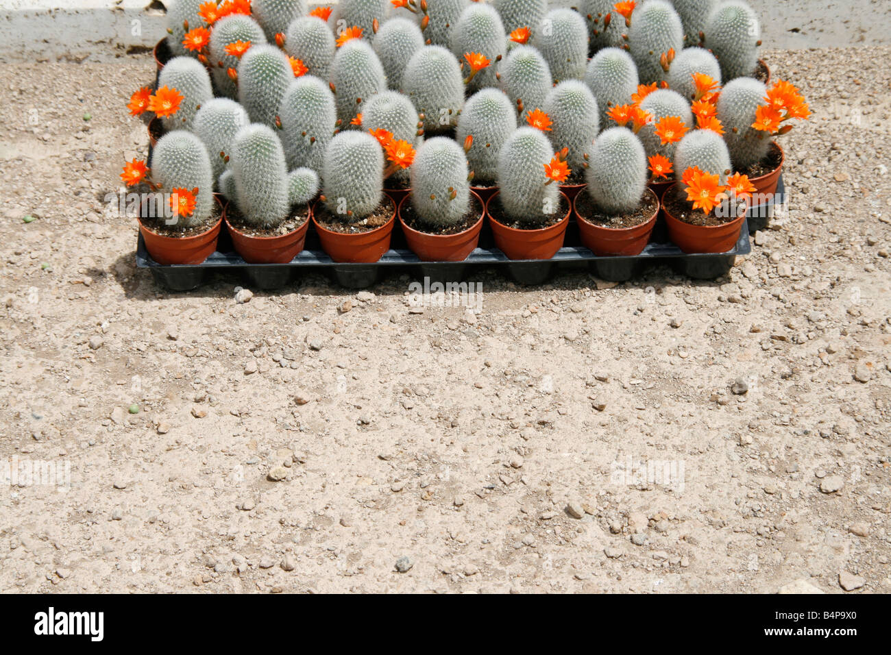 rebutia cactus with orange flowers Stock Photo