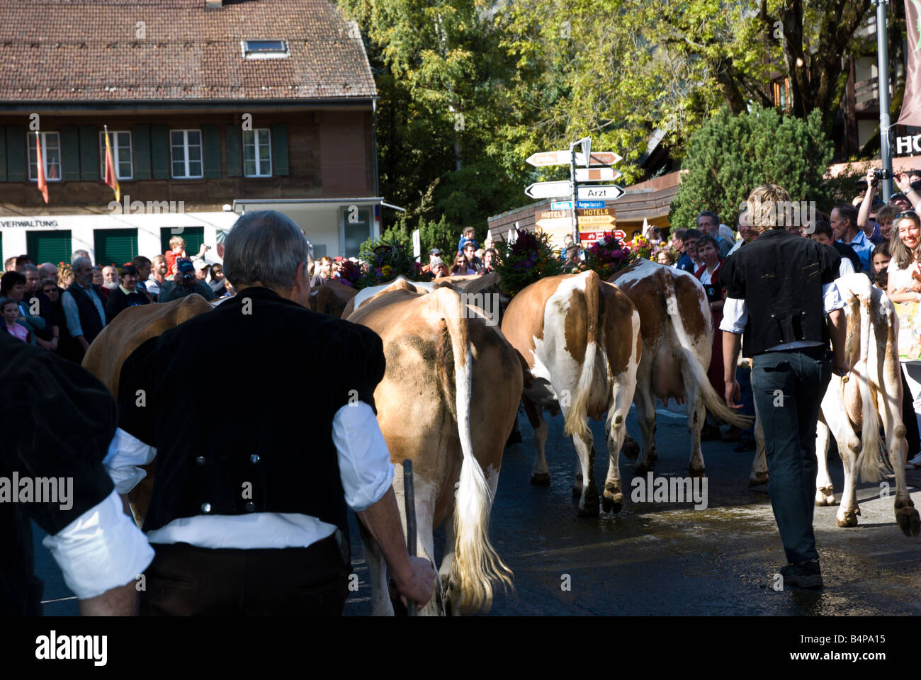 Swiss mountain people dressed in traditional folk costumes follow their cows in the annual Alpenfest parade. Stock Photo