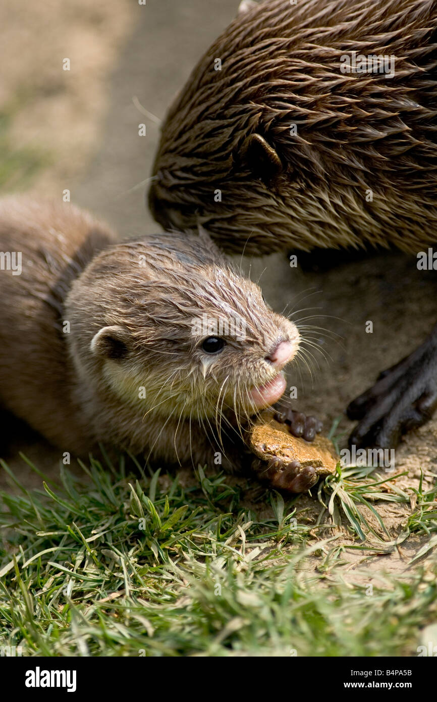 baby otter holding a stone led next to its mum Stock Photo