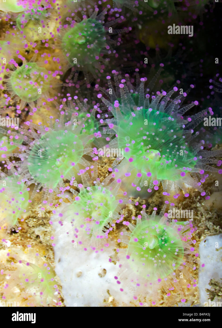 These green and pink Jewel Anemonies found on a reef off the Portugese Algarve represent only one of their many different colors Stock Photo