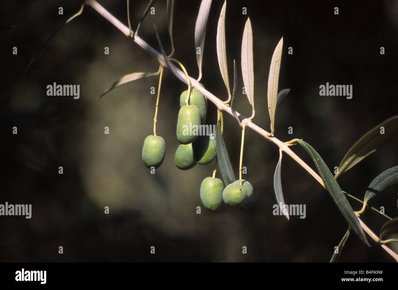 Close up of green olives (Olea europaea) hanging on branch in a ...