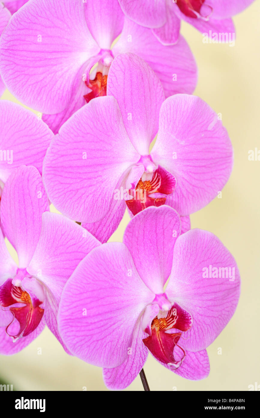Phalaenopsis orchids in an exhibition Stock Photo
