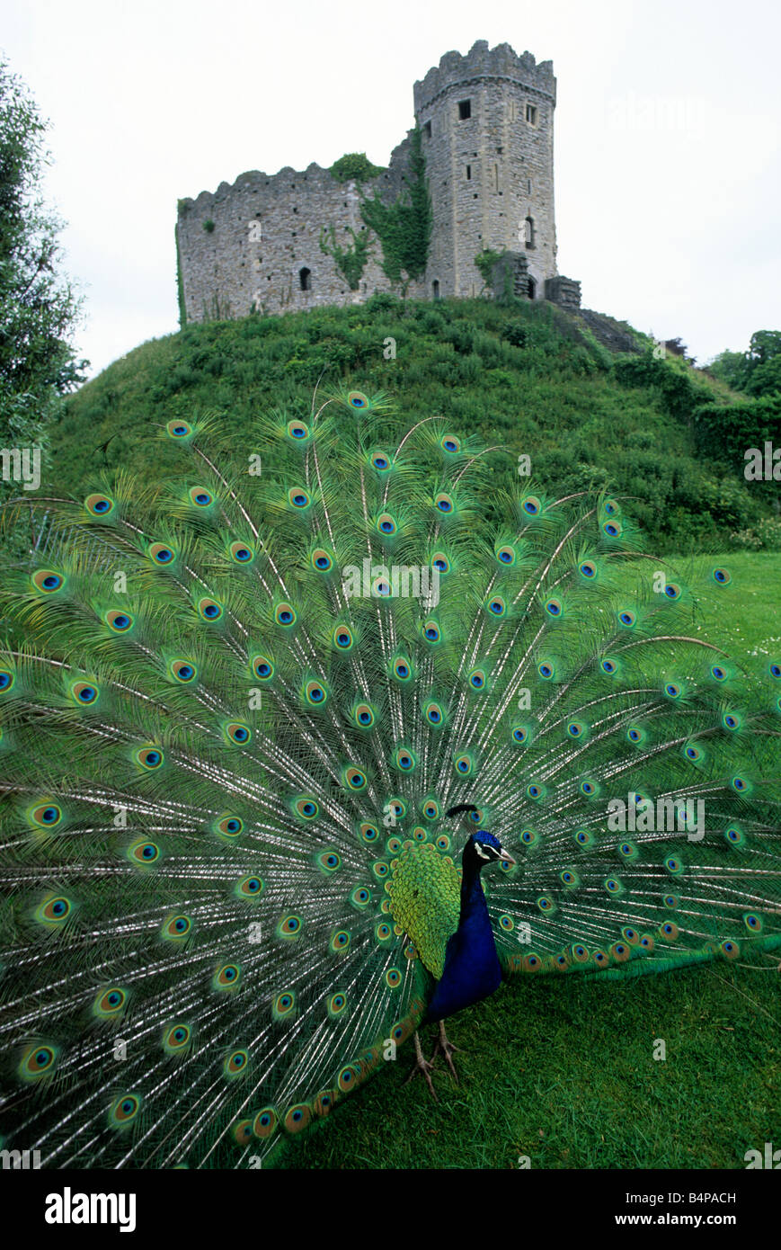 Peacock with its tail feathers fully extended, with Norman keep, Cardiff Castle in the background  Wales, UK Stock Photo