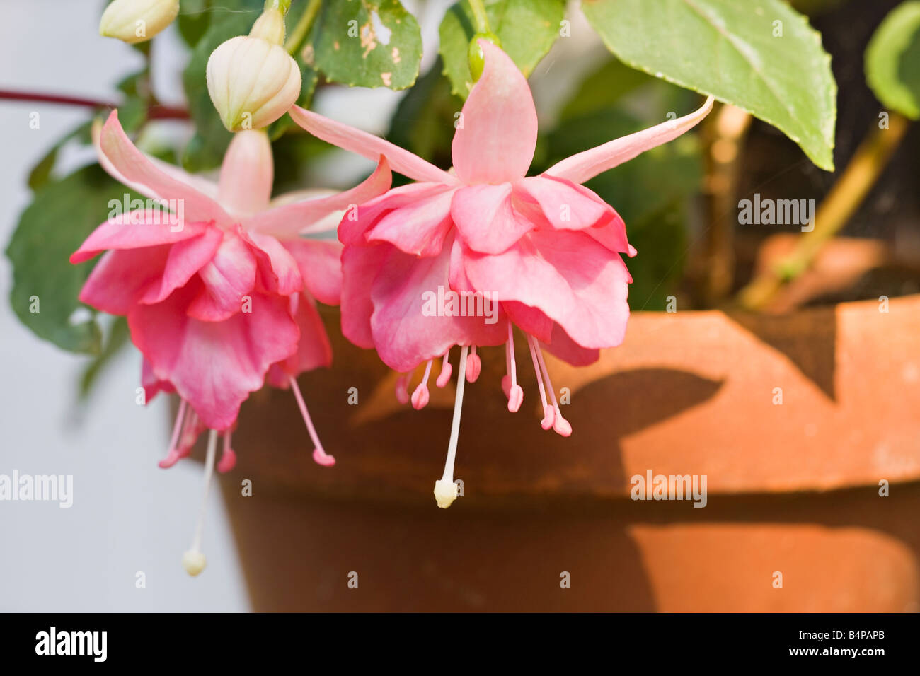 A close up of Trailing Fuchsia 'Kit Oxtoby' flowers in terracotta wall pot in mid Autumn in Sussex, England, UK Stock Photo