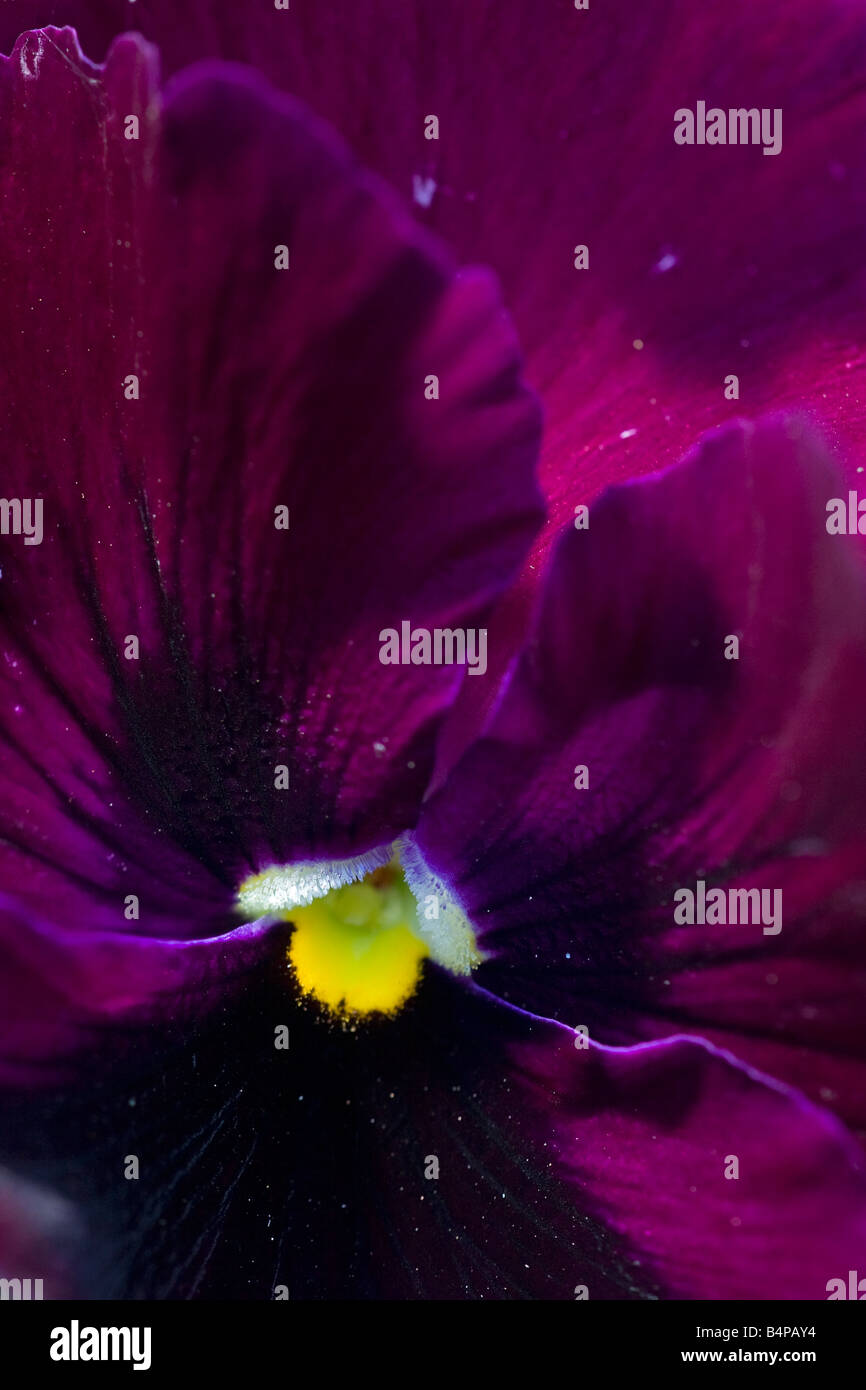An extreme close up of a deep Magenta coloured Pansy flower with a yellow centre Stock Photo