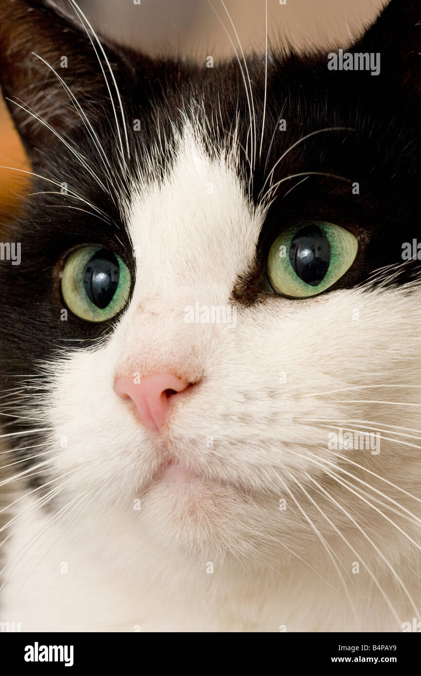 Portrait of a female Black and White cat (Felis catus) Stock Photo