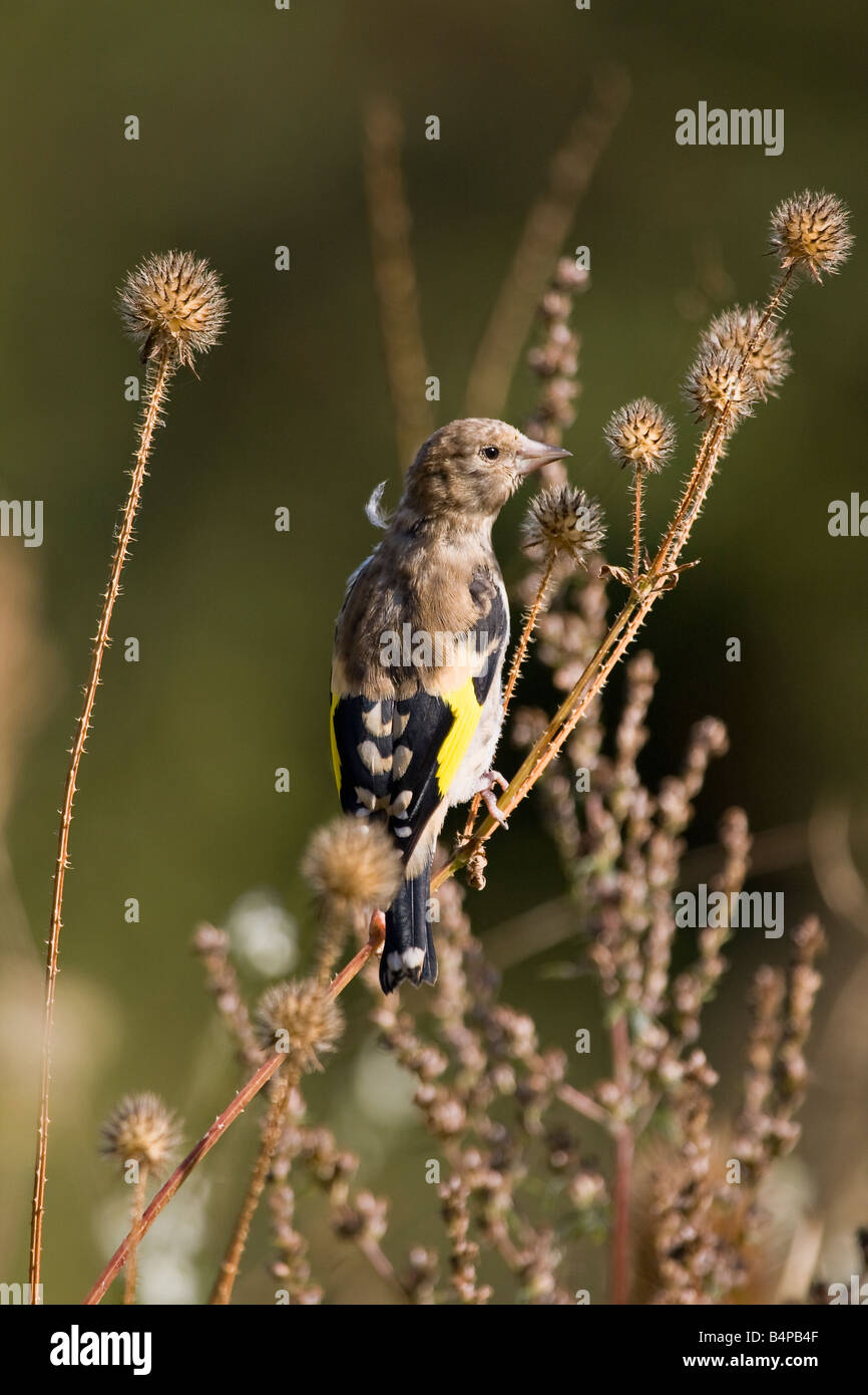 Portrait of a juvenile European Goldfinch (Carduelis carduelis) on teasel plant in Autumn in UK Stock Photo
