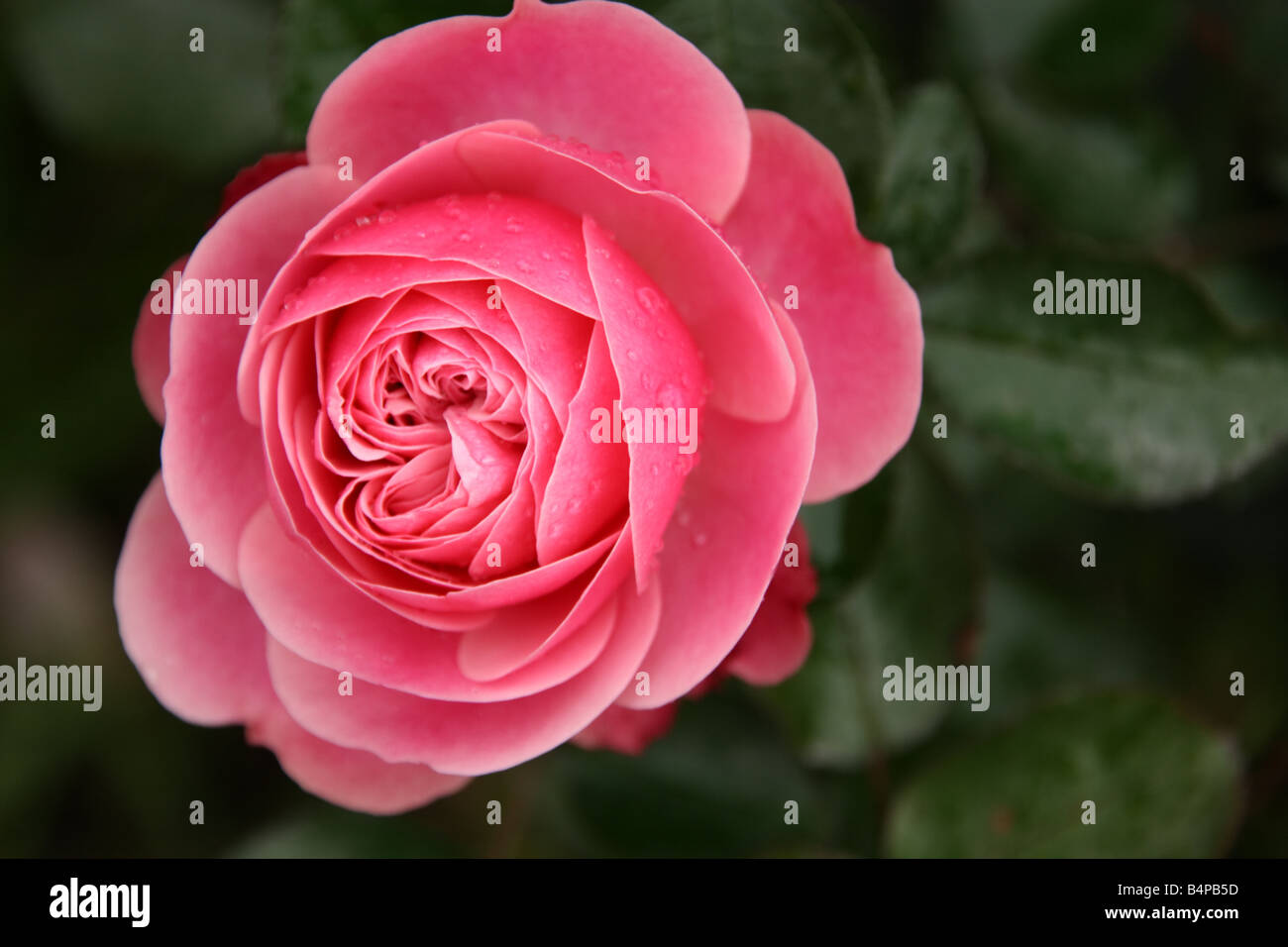 Gorgeous pink rose Stock Photo - Alamy