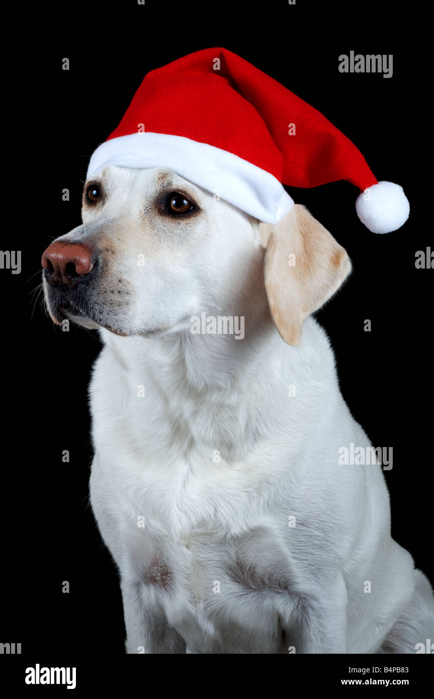 White labrador retriever with red Santa Claus hat on black background Stock Photo