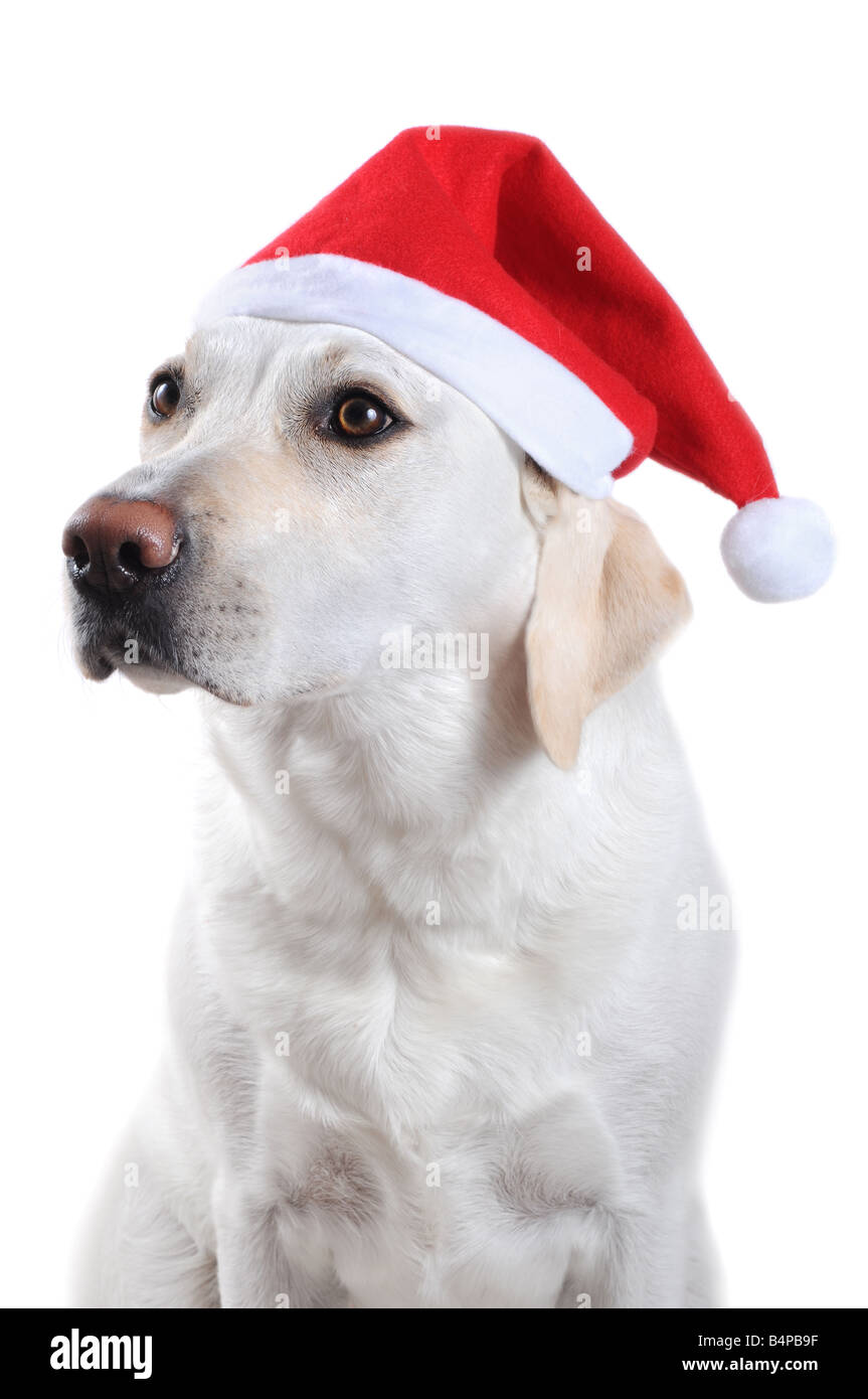 White labrador retriever with red Santa Claus hat on white background. Stock Photo