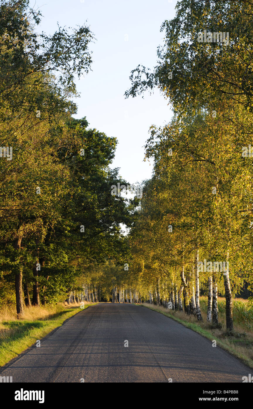 Asphalt road fringed by birch trees lit by the setting sun. Stock Photo