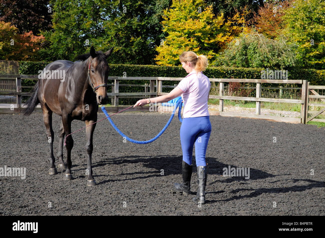 A dark bay gelding horse and horse whisperer seen during a training