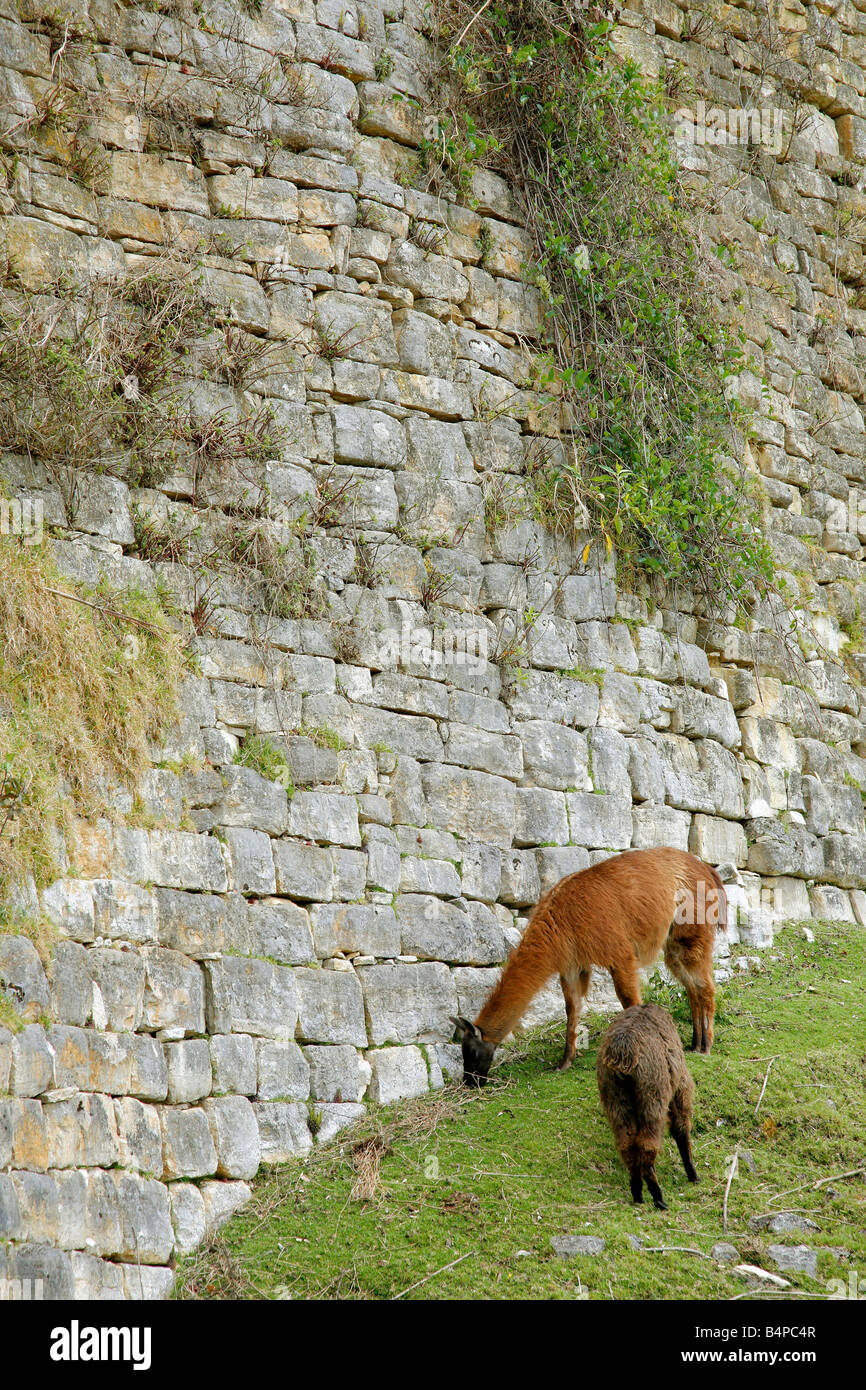 Two llamas grazing below the outer wall of the Kuelap Inca ruins in the Amazonas region of Northern Peru Stock Photo