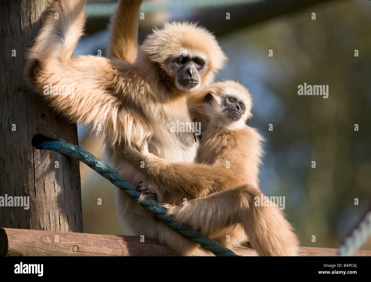 White handed gibbon with young hi res stock photography and images Alamy White handed gibbon with young hi res stock photography and images Alamy