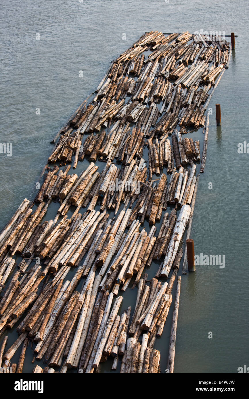 logs floating in Fraser river, New Westminster, British Columbia