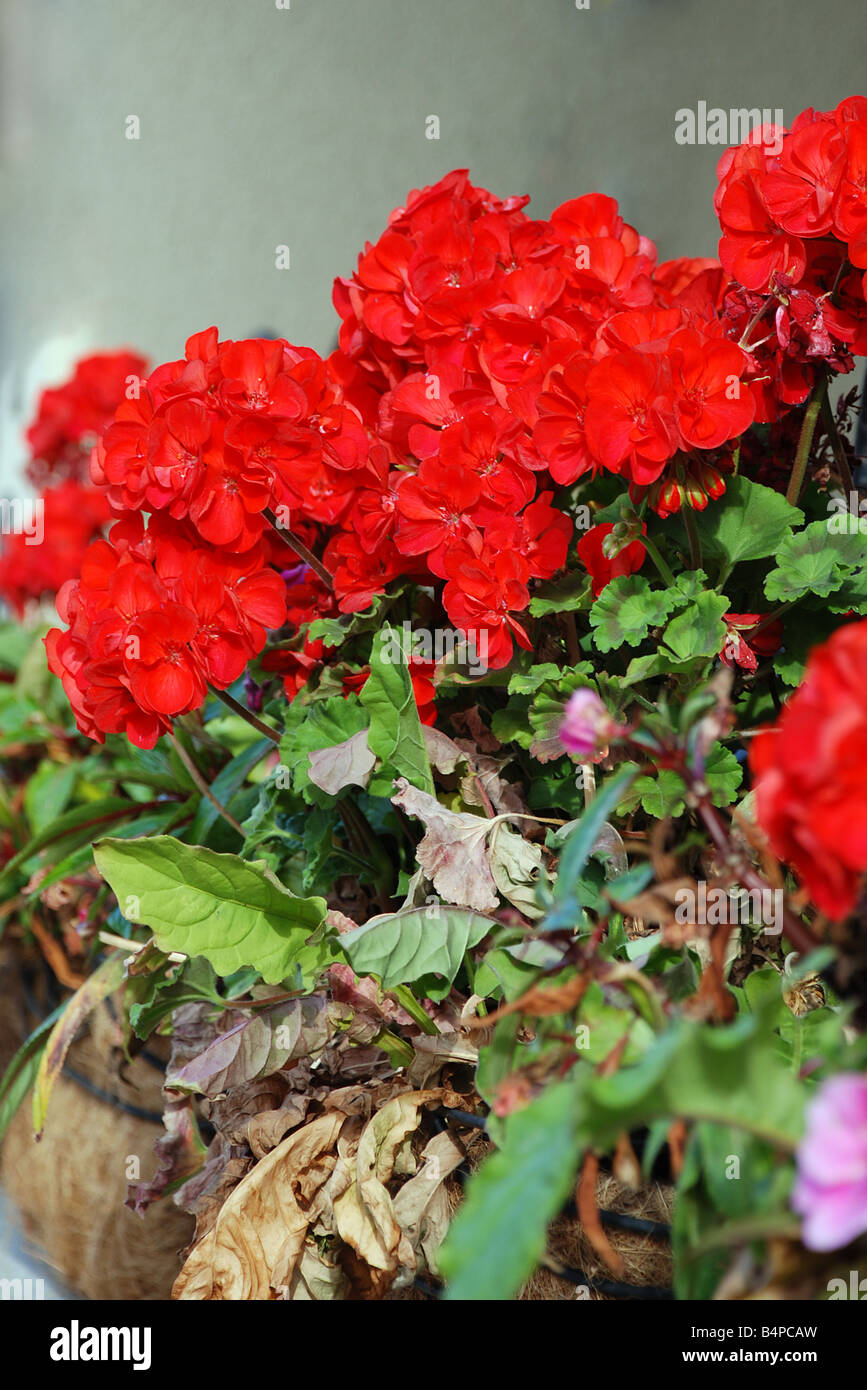 Geranium flower pot hires stock photography and images Alamy