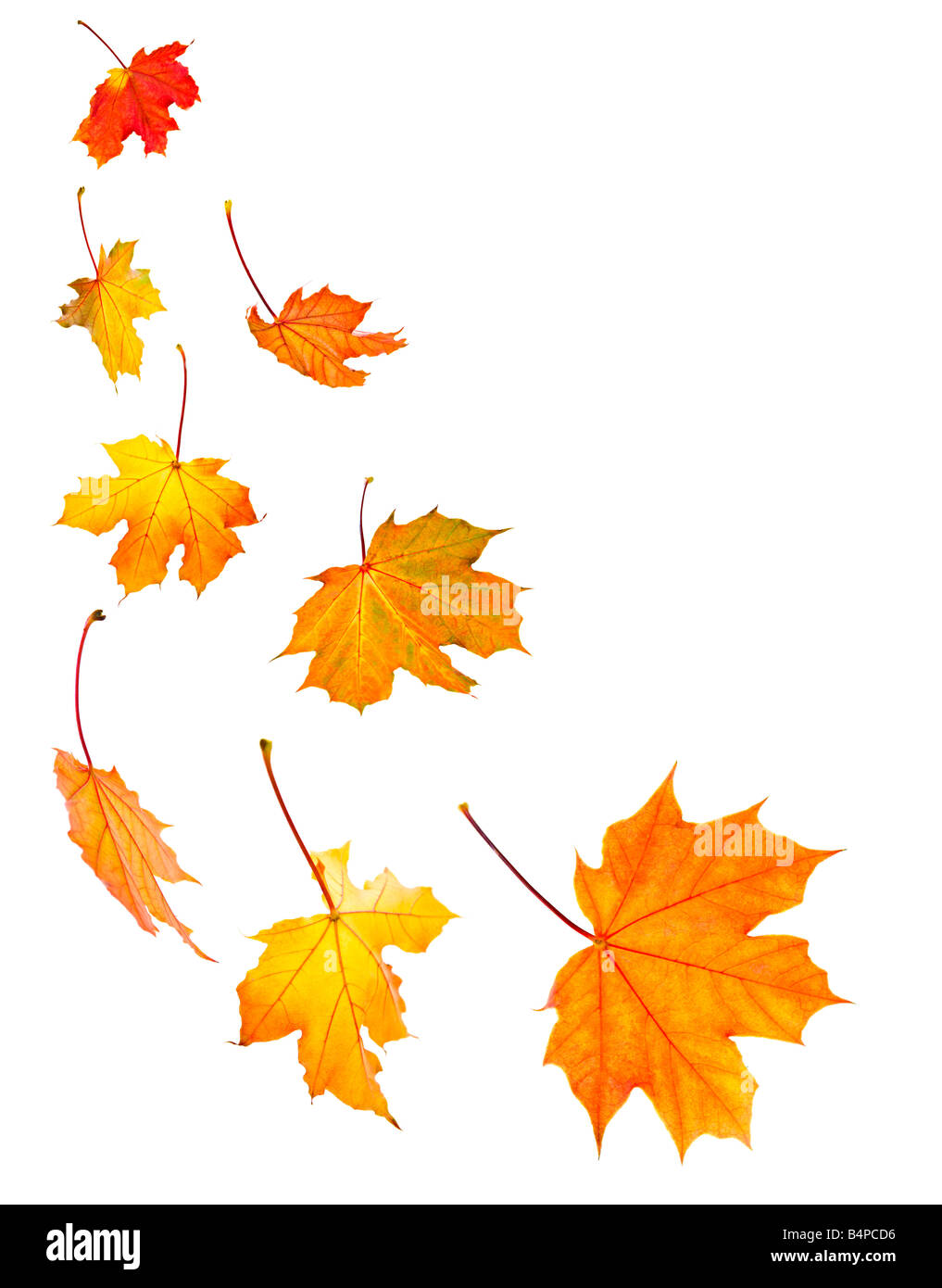 Background of fall maple leaves isolated on white Stock Photo - Alamy