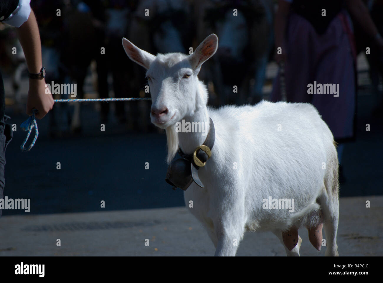 A goat takes part in the annual Alpenfest parade in Lenk, Switzerland. Stock Photo