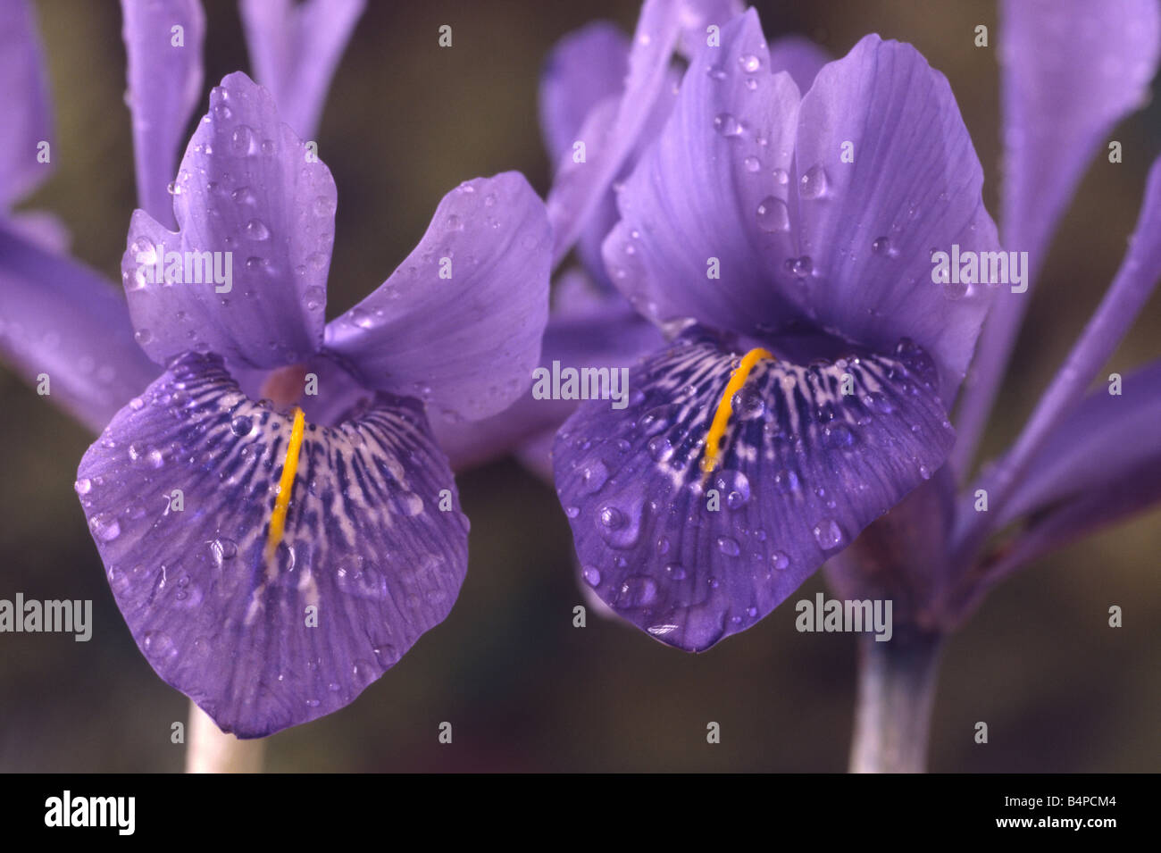 Iris histrioides 'Angel's Tears' Close up of two blue reticulata iris. Stock Photo