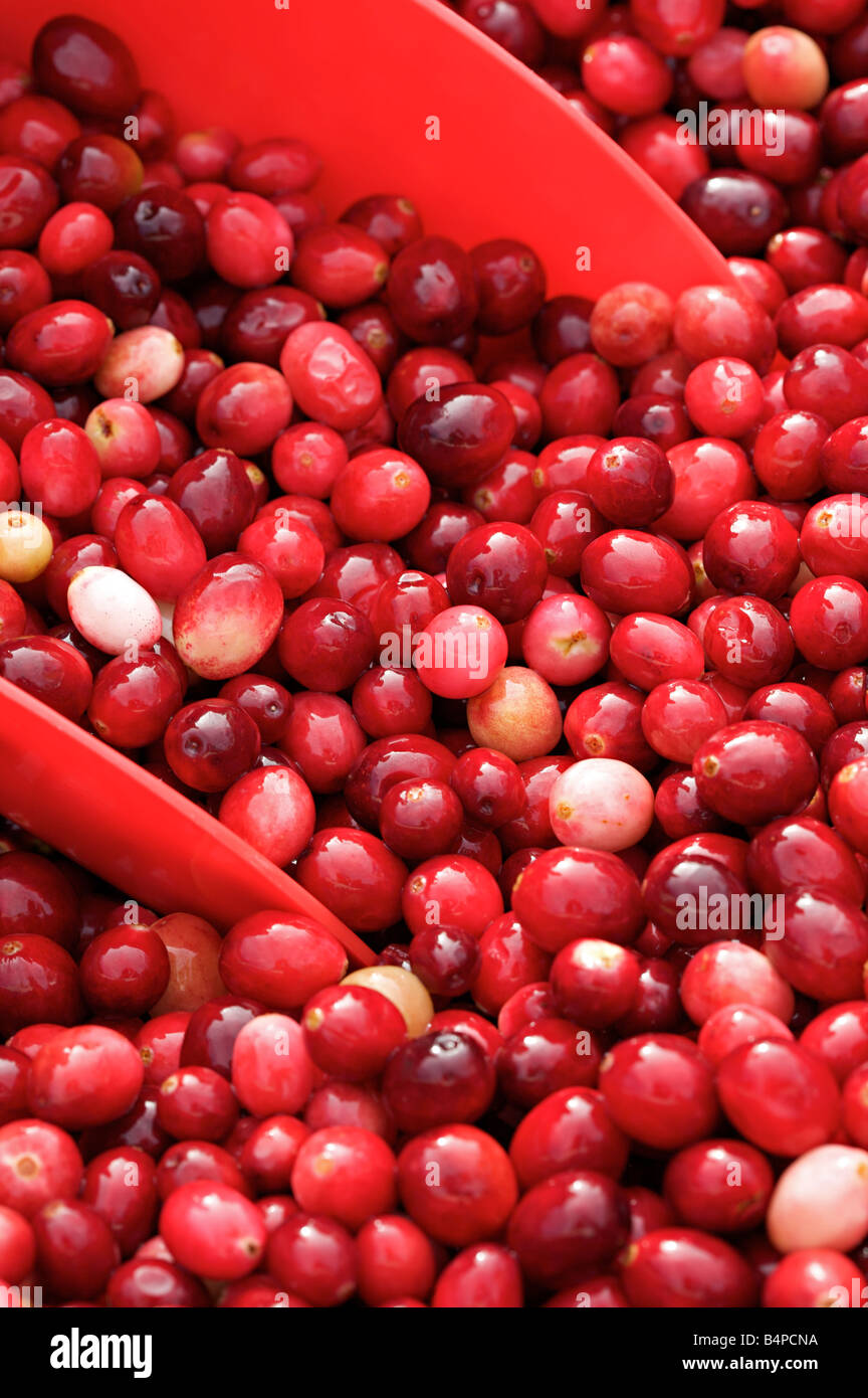 Harvesting cranberries in canada hires stock photography and images