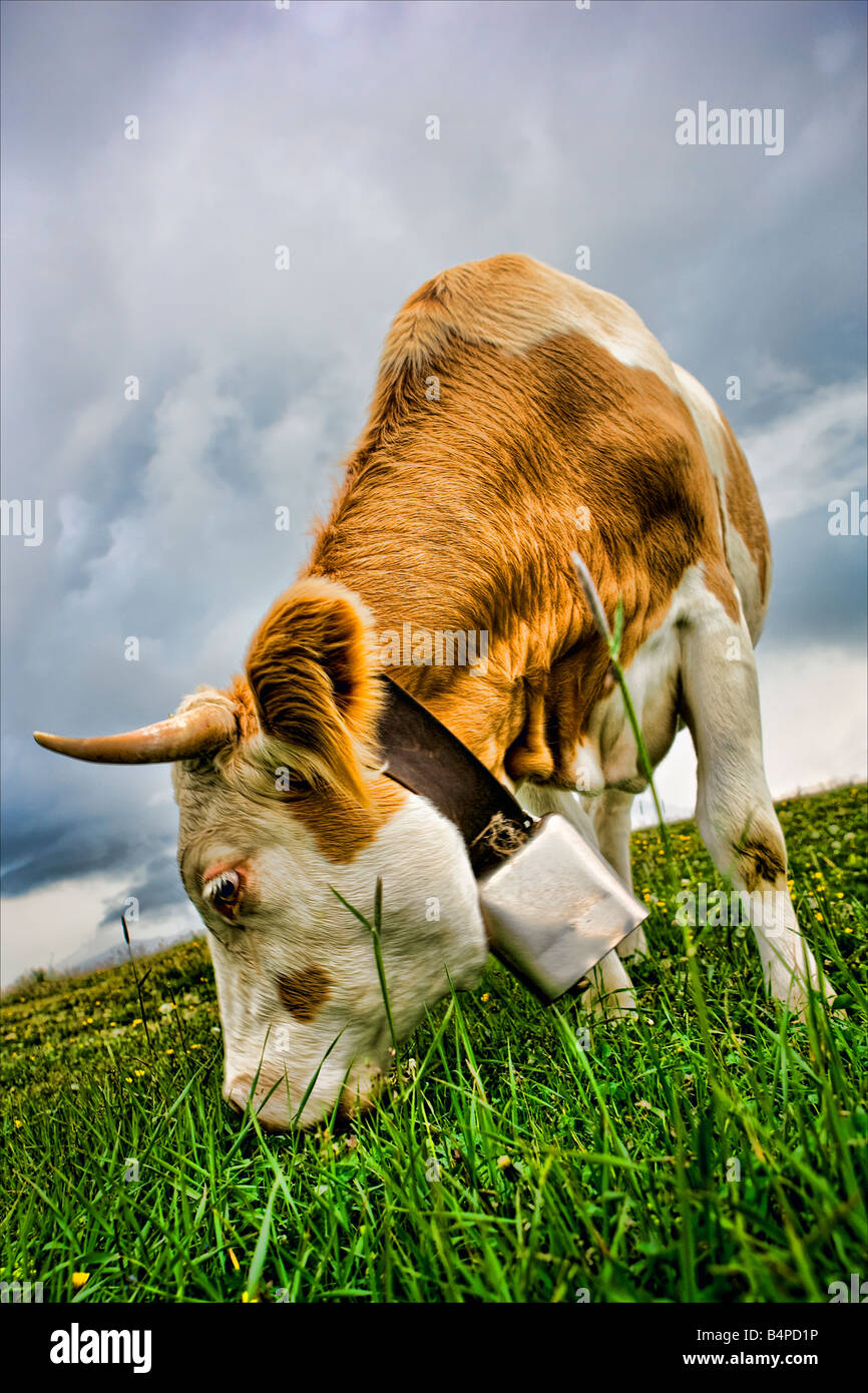 Cow eating grass Stock Photo