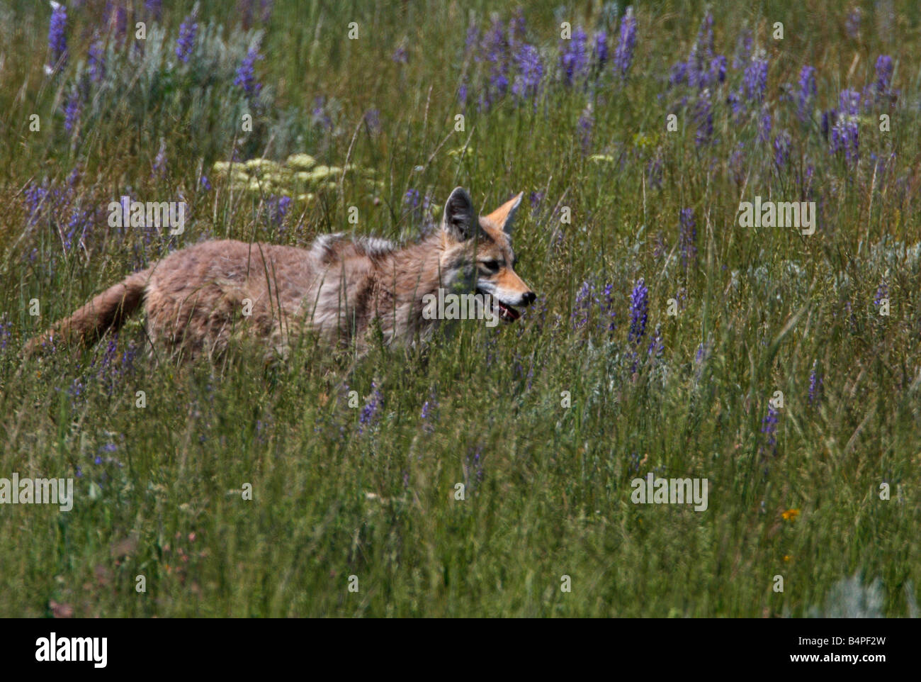 Coyote Canis latrans prowling through meadow in Red Rock Lakes National Wildlife Refuge Montana in July Stock Photo