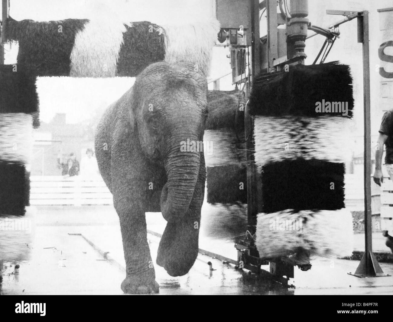 Walsall Football Club s car wash became a Jumbo Jet for a time today Gilda a 2 year old circus elephant took a bath in the panda car wash on the forecourt of the Fellows Park Filling Station 1970 Stock Photo
